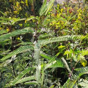 Algarrobo - Ceratonia siliqua