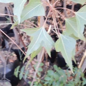 Brachichito - Brachichiton