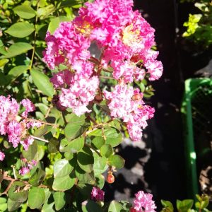 Crespon - Lagerstoemia indica