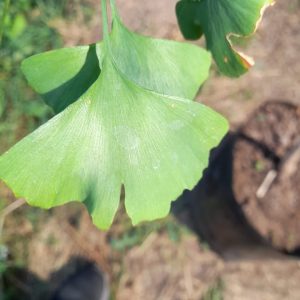 Gingko Biloba - Gingko biloba