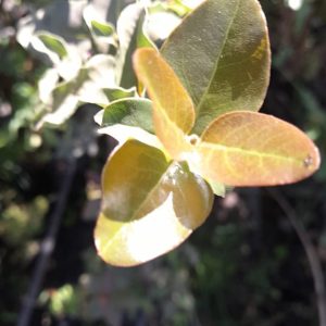 Peumo - Cryptocarya alba