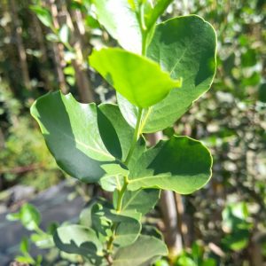 Quillay - Quillaja sapñonara