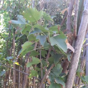 Acer Campestre - Acer campestre