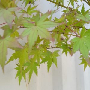 Acer Japonico - Acer palmatum