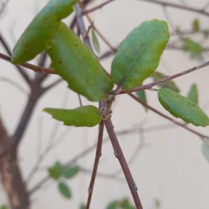 Alcornoque - Quercus sieber