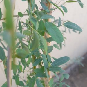 Chañar - Geoffroca dicorticans