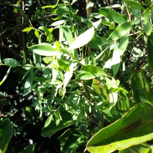 Huingan - Shynus polygamus