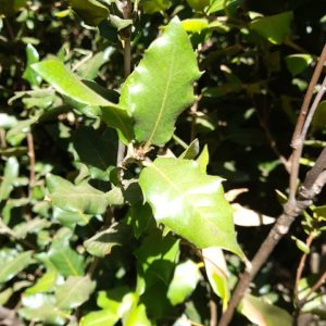 Llex - Llex  aquifolium