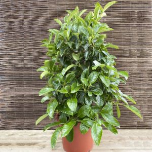 Lucido - Viburnum lucidum