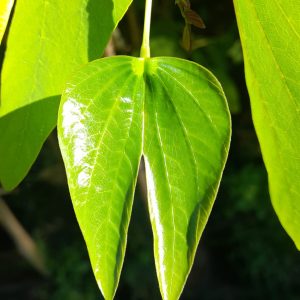 Pata Vaca - Bauhinia forficata