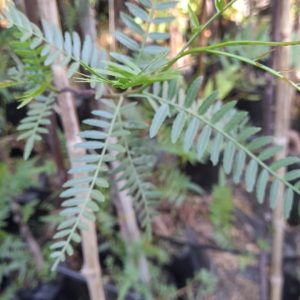 Pimiento - Shinus molle