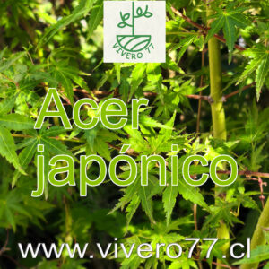 Acer Japónico