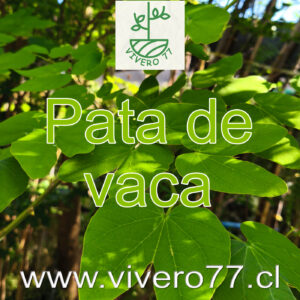 Pata de Vaca