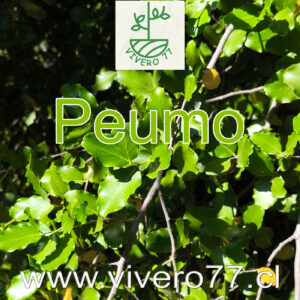 Peumo
