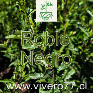 Roble Negro