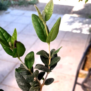 Boldo  ( Peumus Boldus) 60cm