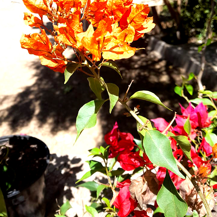 Buganvilias - Imagen 6