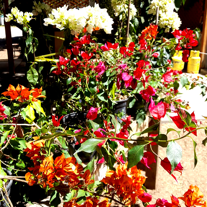 Buganvilias - Imagen 2