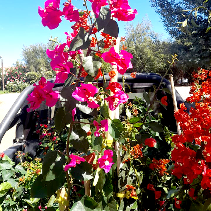 Buganvilias - Imagen 3