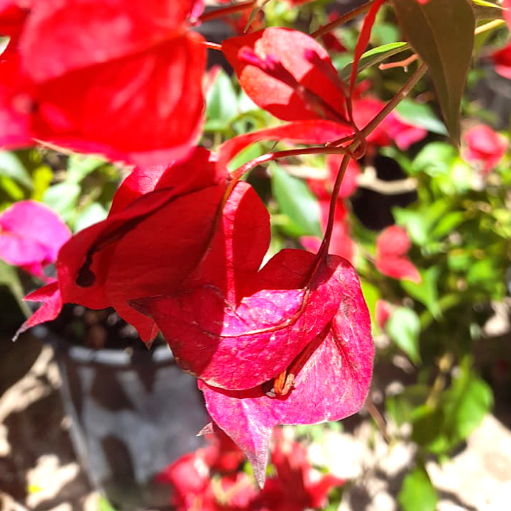 Buganvilias - Imagen 4