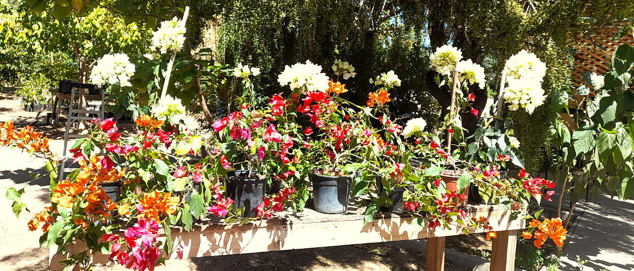 Buganvilias - Imagen 5